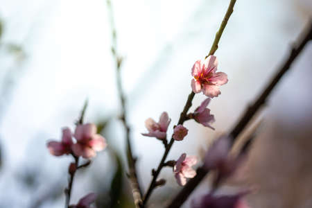 Sakura flowers blooming blossom in Chiang Mai, Thailand, nature background