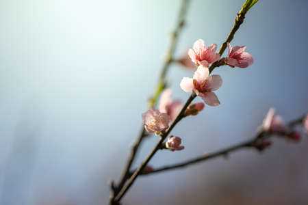 Sakura flowers blooming blossom in Chiang Mai, Thailand, nature backgroundの写真素材