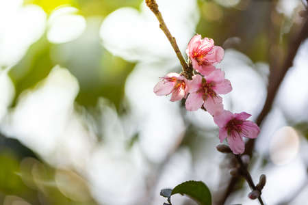 Sakura flowers blooming blossom in Chiang Mai, Thailand, nature backgroundの写真素材