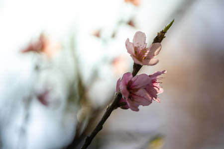 Sakura flowers blooming blossom in Chiang Mai, Thailand, nature backgroundの写真素材