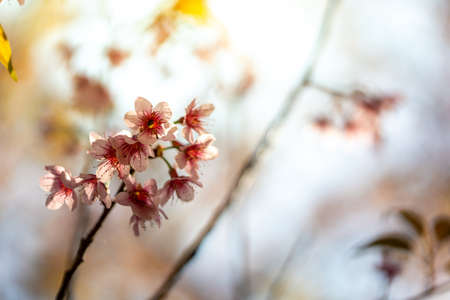 Sakura flowers blooming blossom in Chiang Mai, Thailand, nature backgroundの写真素材