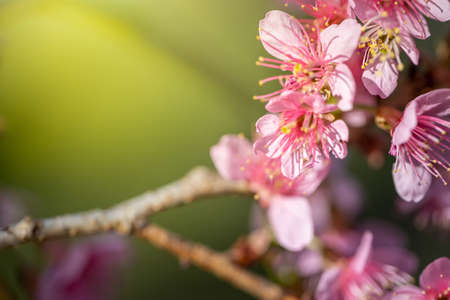 Sakura flowers blooming blossom in Chiang Mai, Thailand, nature backgroundの写真素材