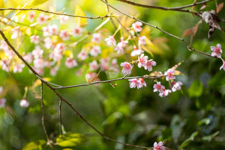 Sakura flowers blooming blossom in Chiang Mai, Thailand, nature backgroundの写真素材