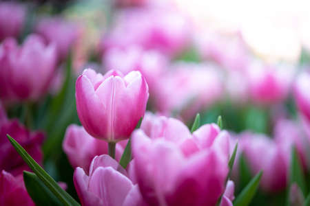 Beautiful bouquet of tulips. colorful tulips. nature background