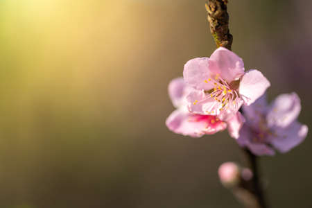 Sakura flowers blooming blossom in Chiang Mai, Thailand, nature backgroundの写真素材
