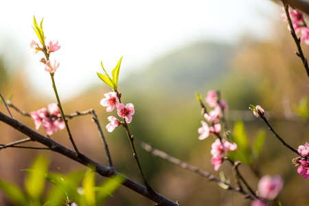 Sakura flowers blooming blossom in Chiang Mai, Thailand, nature backgroundの写真素材
