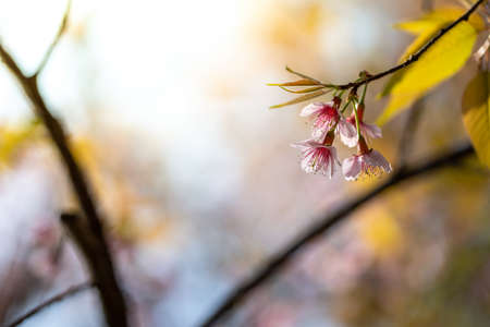 Sakura flowers blooming blossom in Chiang Mai, Thailand, nature backgroundの写真素材