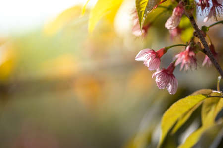 Sakura flowers blooming blossom in Chiang Mai, Thailand, nature backgroundの写真素材