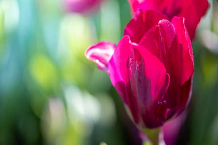 Beautiful bouquet of tulips. colorful tulips. nature backgroundの写真素材