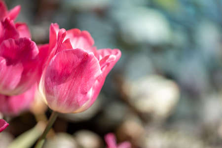 Beautiful bouquet of tulips. colorful tulips. nature backgroundの写真素材