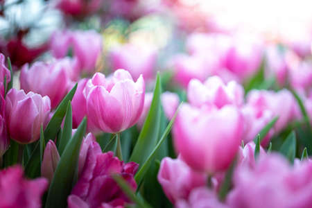 Beautiful bouquet of tulips. colorful tulips. nature backgroundの写真素材