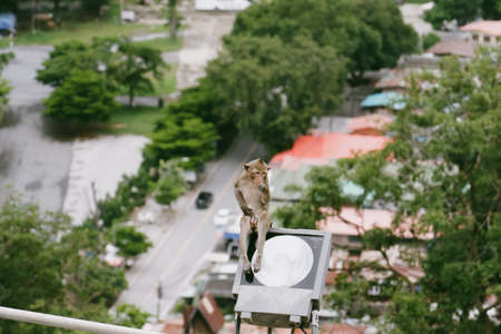 Monkey sitting and relaxing in the afternoon Sundayの写真素材