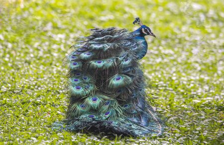 Not in the Nature But They are looking goodの写真素材