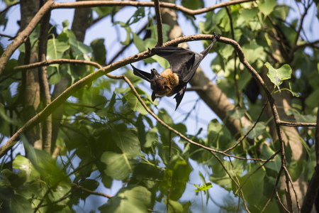 Lyle's flying fox