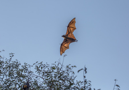 Lyle's flying foxの写真素材