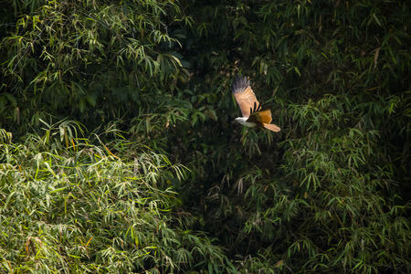 Red-backed sea-eagle (Brahminy Kite)の写真素材