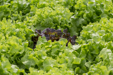 Organic vegetable farmの写真素材