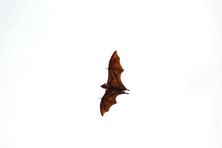 Bats are flyingの写真素材