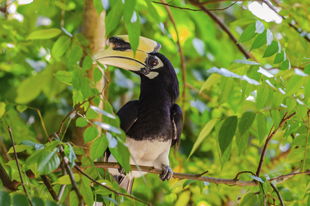 Oriental Pied Hornbill Anthracoceros albrirostisの写真素材