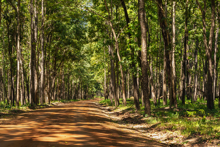 Roads in Huai Kha Khaeng Wildlife Sanctuary, Thailandの写真素材