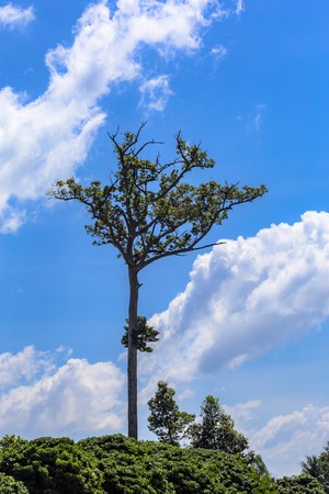 big tree and blue sky