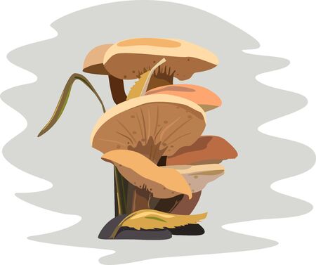 Herbs, mushrooms, leaves, forest.のイラスト素材