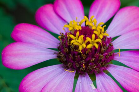 Zinnia flowerの写真素材