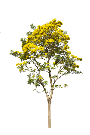 Isolated silver trumpet tree on white backgroundの写真素材