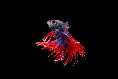 Isolated crowntail betta fish movement on black backgroundの写真素材