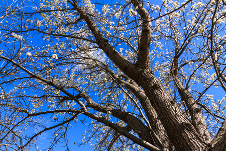 Cherry blossom tree looking from the bottomの写真素材