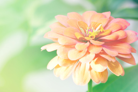 Unfocused blur soft light Zinnia flower backgroundの写真素材