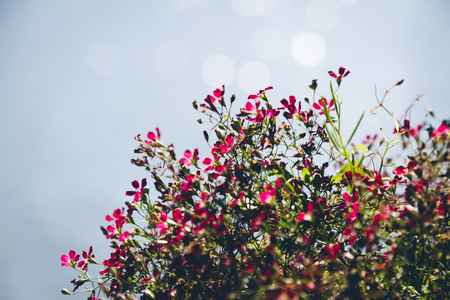 Small colorful flowers with bokeh backgroundの写真素材
