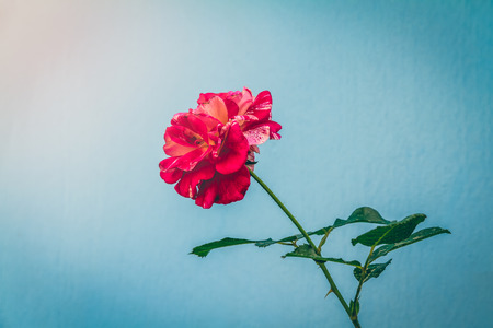 Kaori red japanese rose on rough brigth blue backgroundの写真素材
