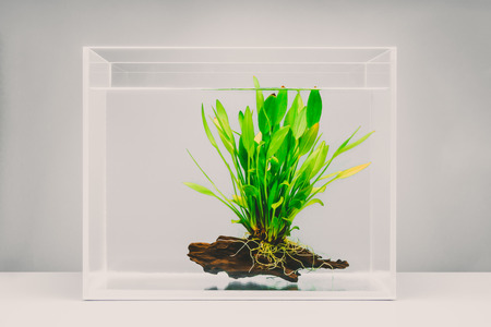 Clear fish tank with aquatic plant for fish pet environmentの写真素材