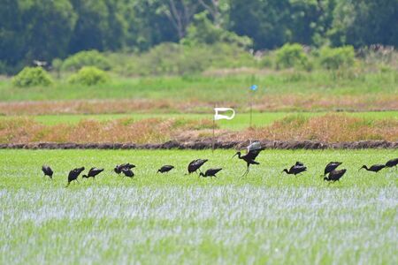 The glossy ibis (Plegadis falcinellus) is a wading bird in the ibis family Threskiornithidae. The...