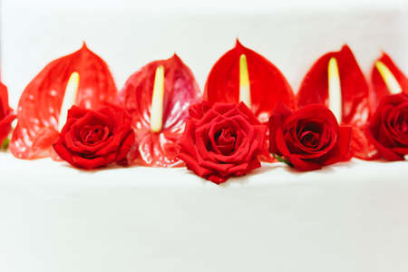 Roses laid across in a row againts a white backgroundの写真素材