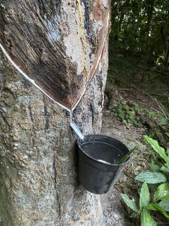 View of a rubber tree sap flowing down to a collecting cup. This is a process of obtaining rubber from a treeの写真素材