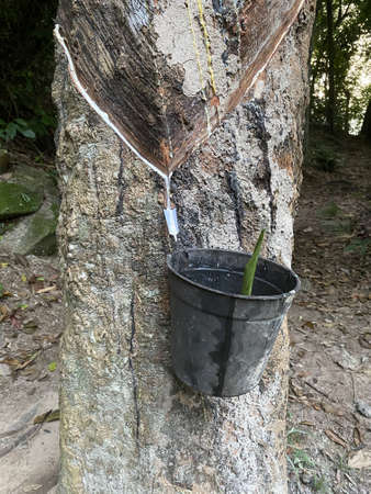 View of a rubber tree sap flowing down to a collecting cup. This is a process of obtaining rubber from a treeの写真素材