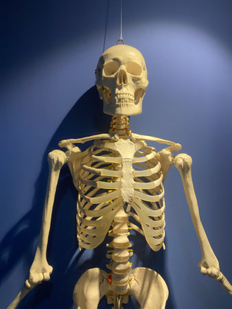 View of a human skeleton hanging inside a blue room