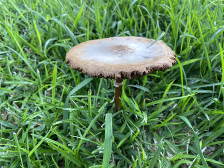 View of a dying parasol mushroom or macrolepiota procera in a public parkの写真素材