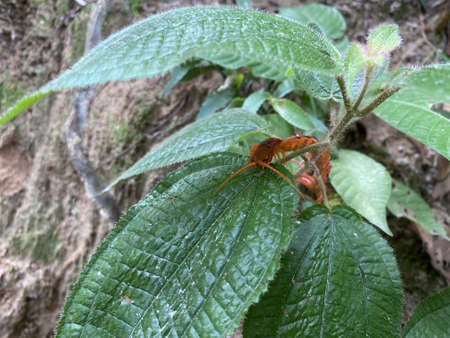 Close up of a giant red centipede or Scolopendra subspinipes hidden amongst the leaves in the wild rainforest of Malaysiaの写真素材