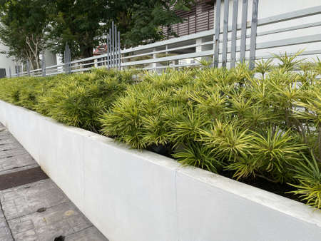View of a green farming system at the front of a houseの写真素材
