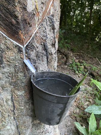 Close up of a plastic cup attached to a rubber tree. The cup is to collect rubber sap streaming down from the tree in Asiaの写真素材