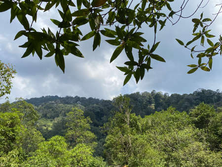 View of the lush rainforest at Malaysia with overcast skyの写真素材