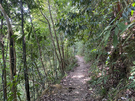 View of a natural hiking route in the dense rainforest of Malaysiaの写真素材