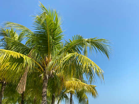 Close up view of short coconut trees beside the sea on a hot cloudless day with blue sky