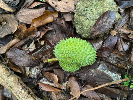 Top down view of a small durian fruit on the ground
