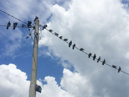 Pigeons sitting on an electrical wire in the morning with billowing clouds as backgroundの写真素材