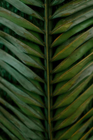 Close up of a palm frond with the rachis and leaflet. Top downの写真素材