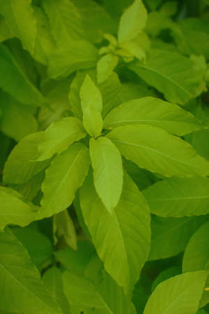 Close up of unidentified beautiful green leaves
